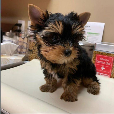 pure-bred-yorkie-puppies-big-0