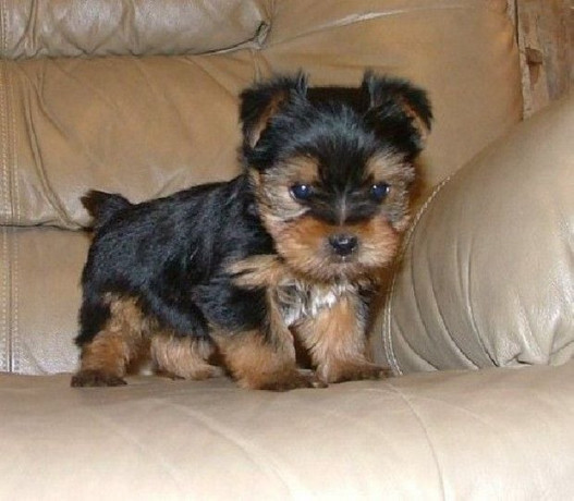 loving-tea-cup-yorkie-puppies-big-0