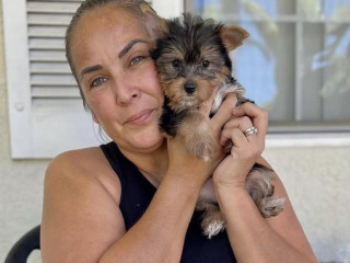 loving-tea-cup-yorkie-puppies