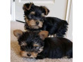 loving-tea-cup-yorkie-puppies-small-0