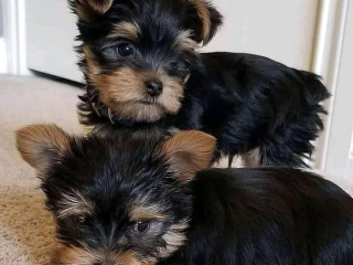 loving-tea-cup-yorkie-puppies