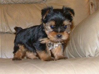 Male and female Teacup Yorkie Available