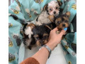 male-and-female-teacup-yorkie-available-small-0