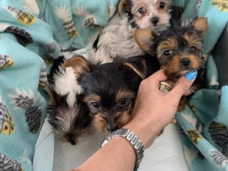 male-and-female-teacup-yorkie-available