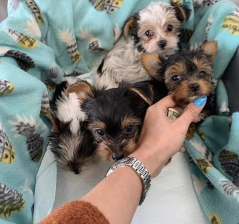 male-and-female-teacup-yorkie-available-big-0