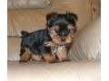 male-and-female-teacup-yorkie-available-small-0