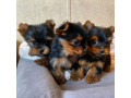 the-yorkshire-terrier-is-a-small-toy-sized-dog-whatsapp34659071793-small-0