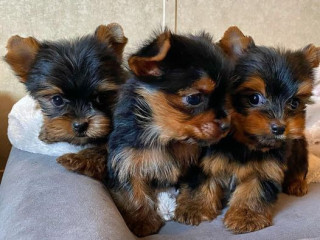 the-yorkshire-terrier-is-a-small-toy-sized-dog-whatsapp34659071793