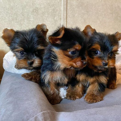 the-yorkshire-terrier-is-a-small-toy-sized-dog-whatsapp34659071793-big-0